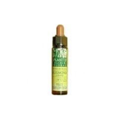 Plantis Larch Nº 19, 10 ml