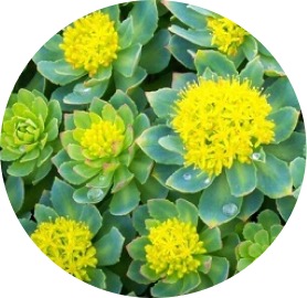 Rhodiola
