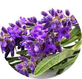 Lavanda