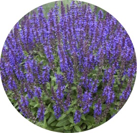 Salvia