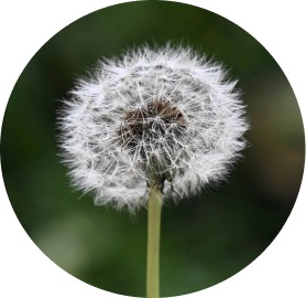 Diente de león